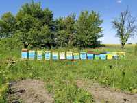 Rodziny pszczele wraz z ulami