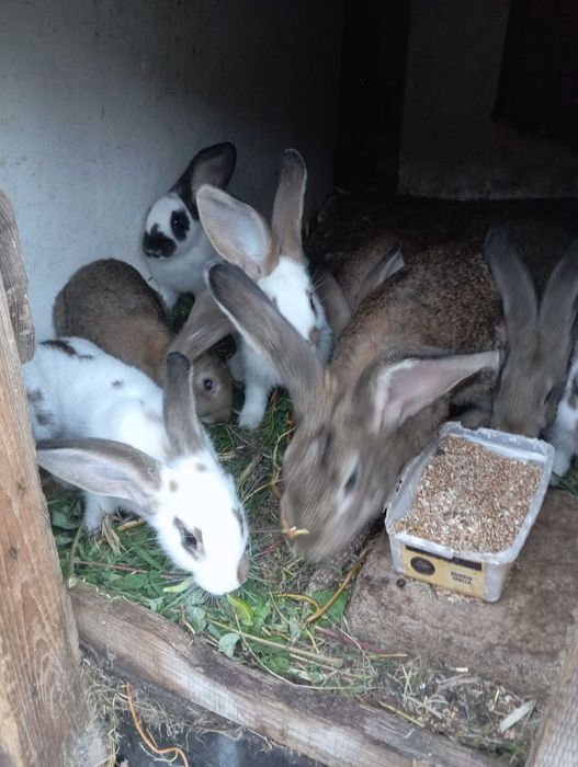 Sprzedam samice belgijską