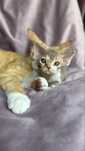 Devon rex kocurek L