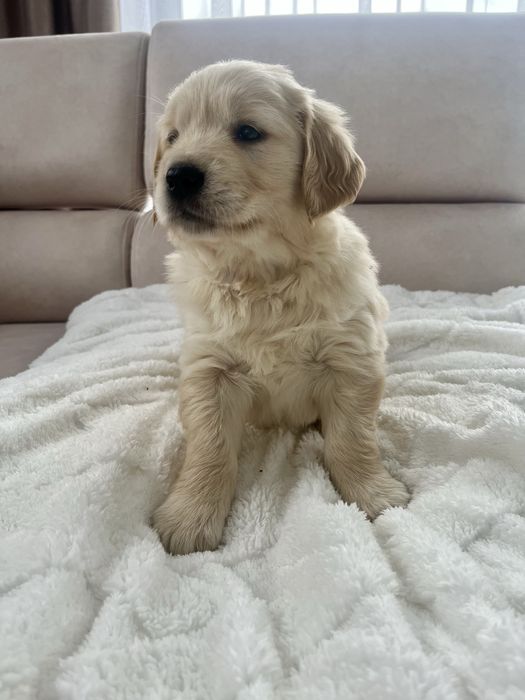 Szczenię Suczka Golden Retriever GOTOWA DO ODBIORU