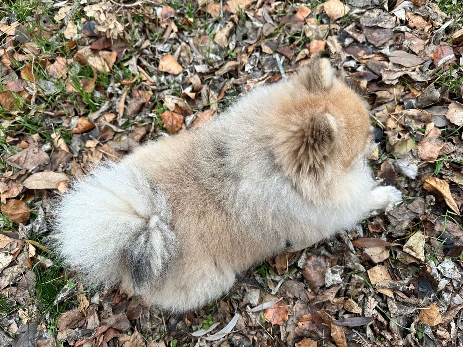 Вʼязка Померанський шпіц