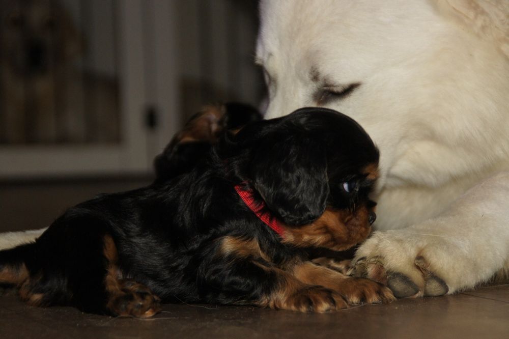 Cavalier King Charles Spaniel FCI, czarno podpalana suczka