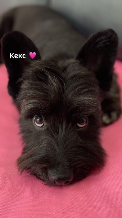 Грумінг/Стрижка/Тримінг на лівобережній