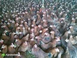 KURY NIOSKI Ferma Drobiu.Kurki w sprzedaży z pierwszym jajkiem.DOWÓZ