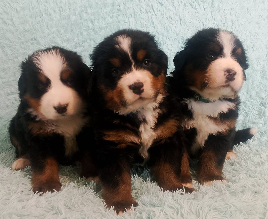 Berneński pies pasterski