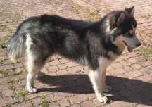 Pies Syberian Husky
