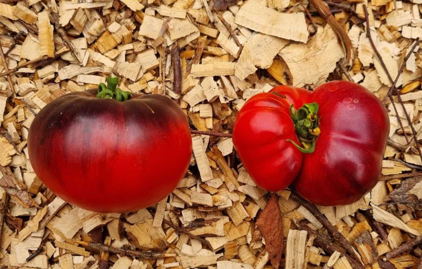zestaw 13 odmian pomidorów malinowych - nasiona kolekcjonerskie