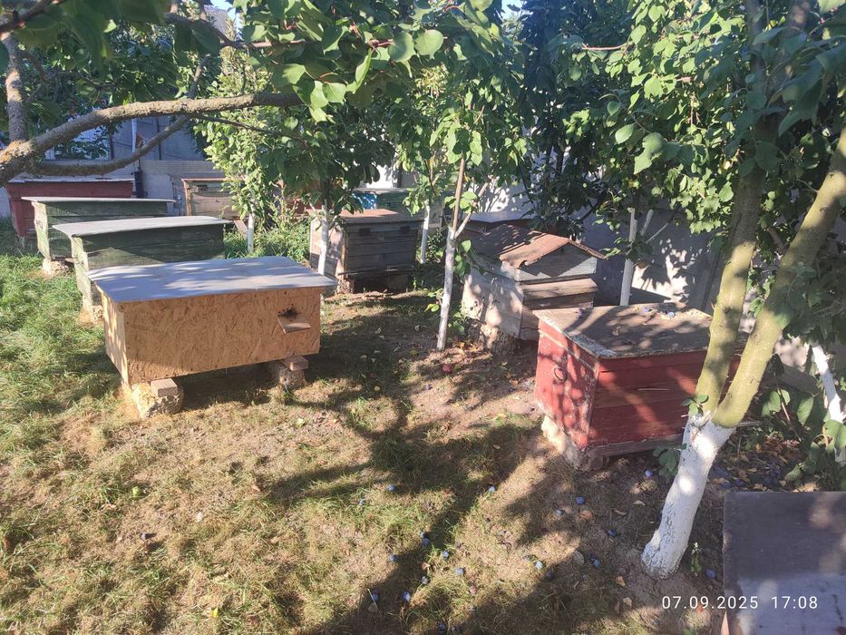 Терміново продам пасіку