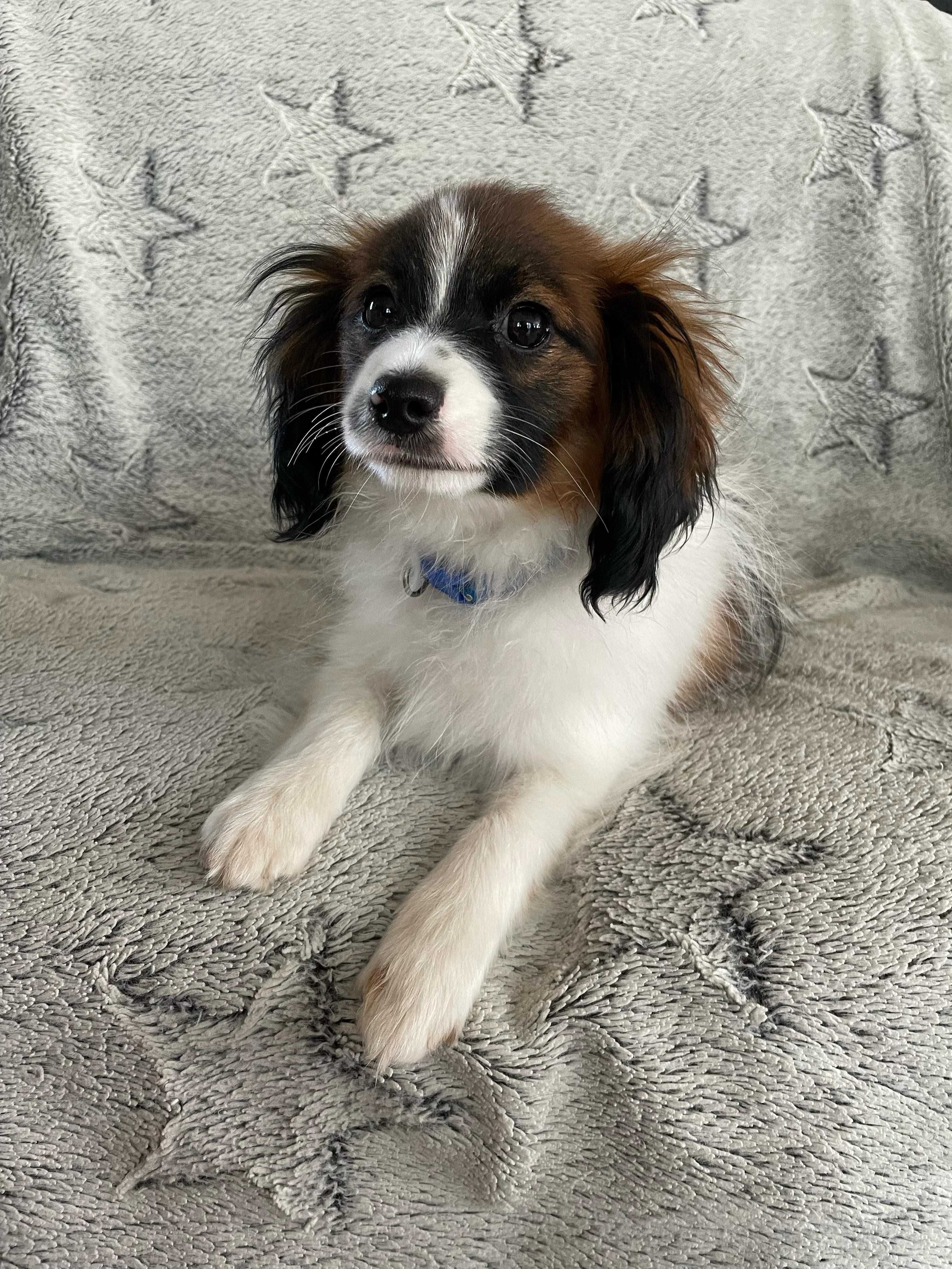 spaniel kontynentalny, phalene nie papillon, ZKwP, FCI, piesek
