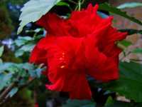 Róża chińska, hibiskus, czerwony pełny kwiat.