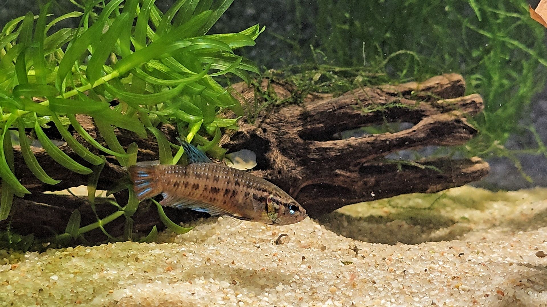 Betta siamorientalis machos juvenis selvagens