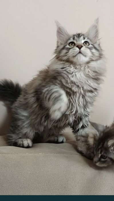 Kociaki Maine Coon z rodowodem Felis Polonia