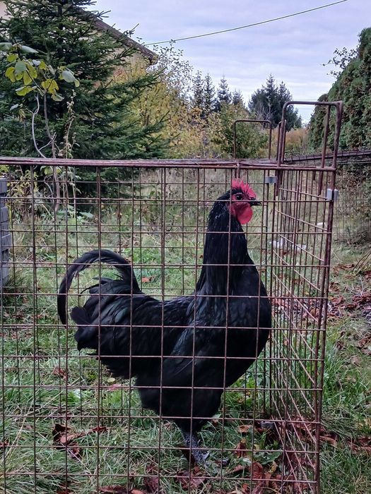 kogut rasy australorp czarny - 2025 rok