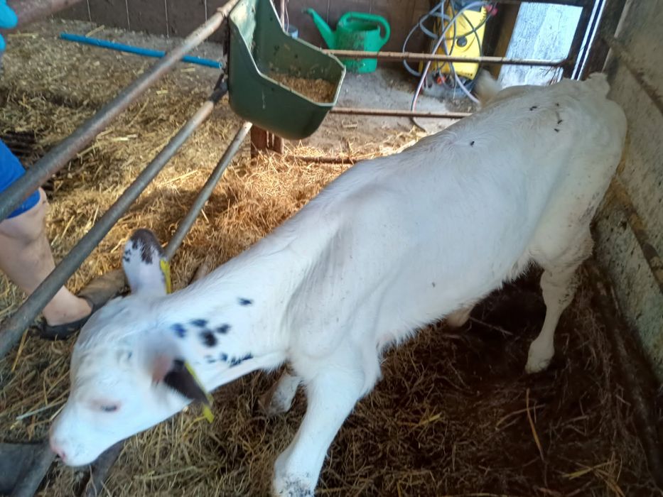 Cielaki,cielęta,cielę