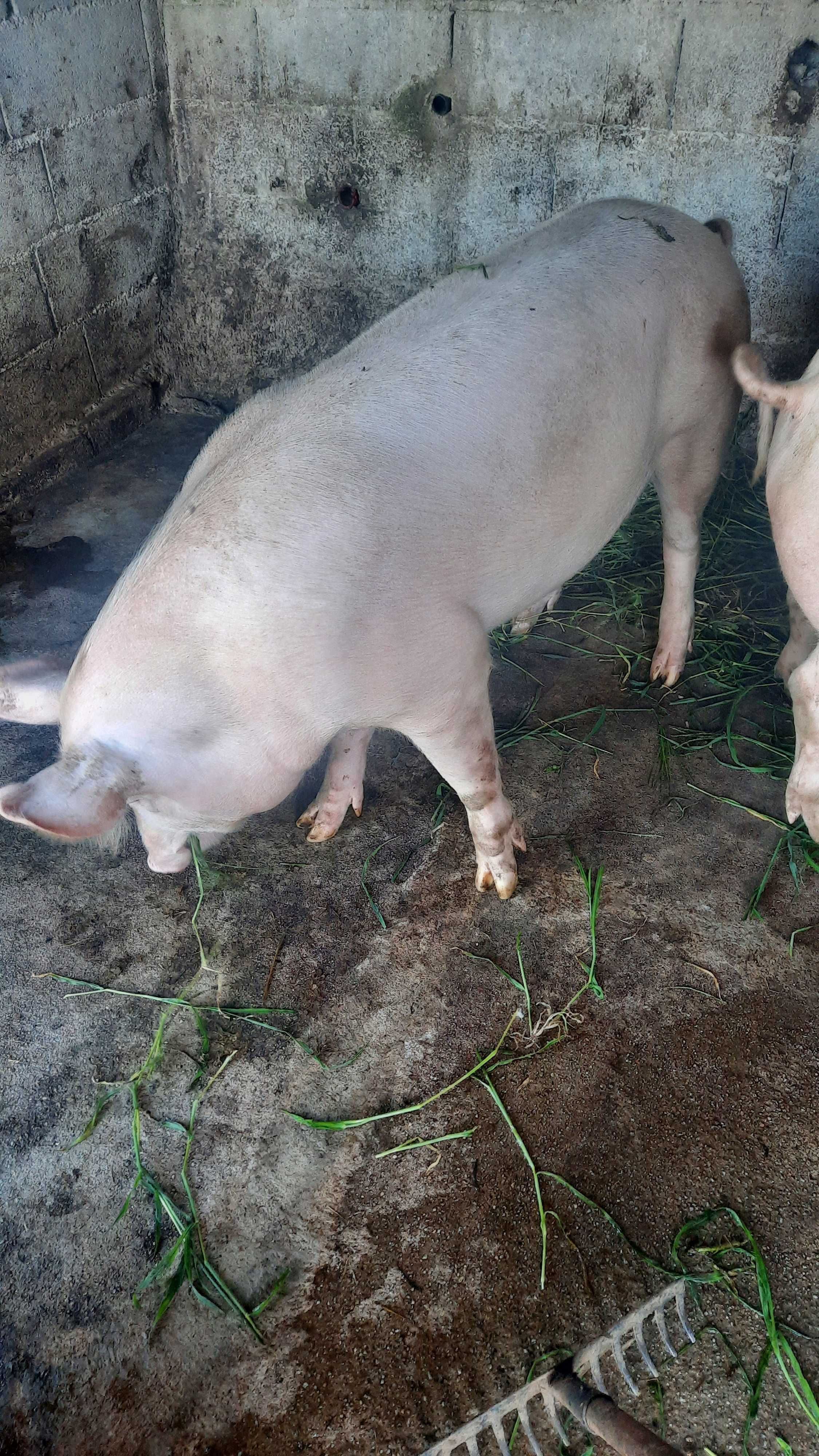 Vendo  porco caseiro