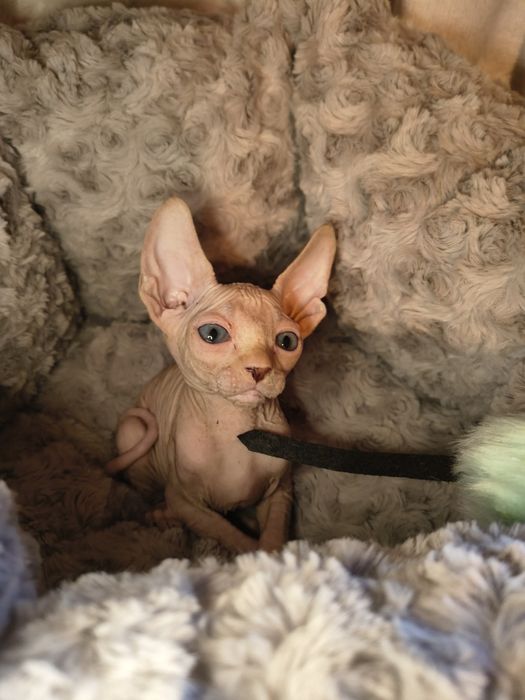 Nico sfinks kanadyjski do rezerwacji