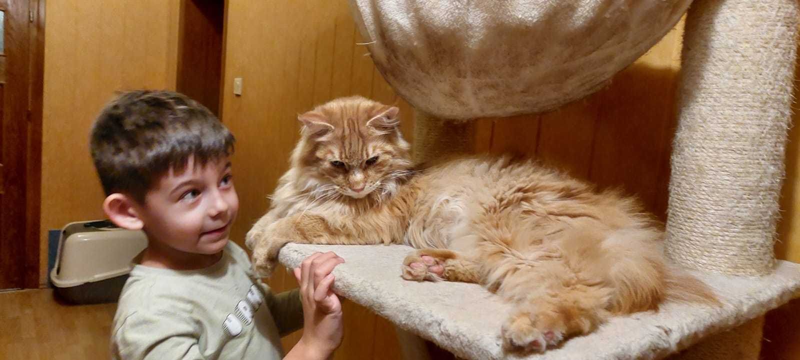 Kocurek Maine Coon