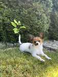 Papillon szczeniak suczka - spaniel kontynentalny minaiturowy