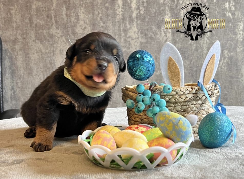 Щенки ротвейлера крови известных питомников