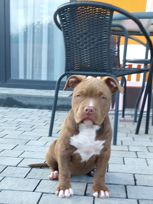 American Bully ABKC suczka