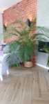 DYPSIS LUTESCENS palma areka xxxl kwiat w doniczce