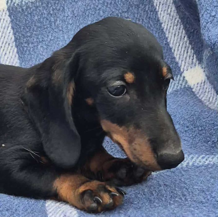 Jamnik krótkowłosy króliczy/miniaturowy ZKwP