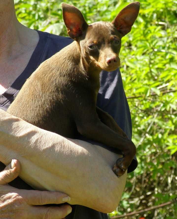 Ratlerek miniatura pinczerek piesek