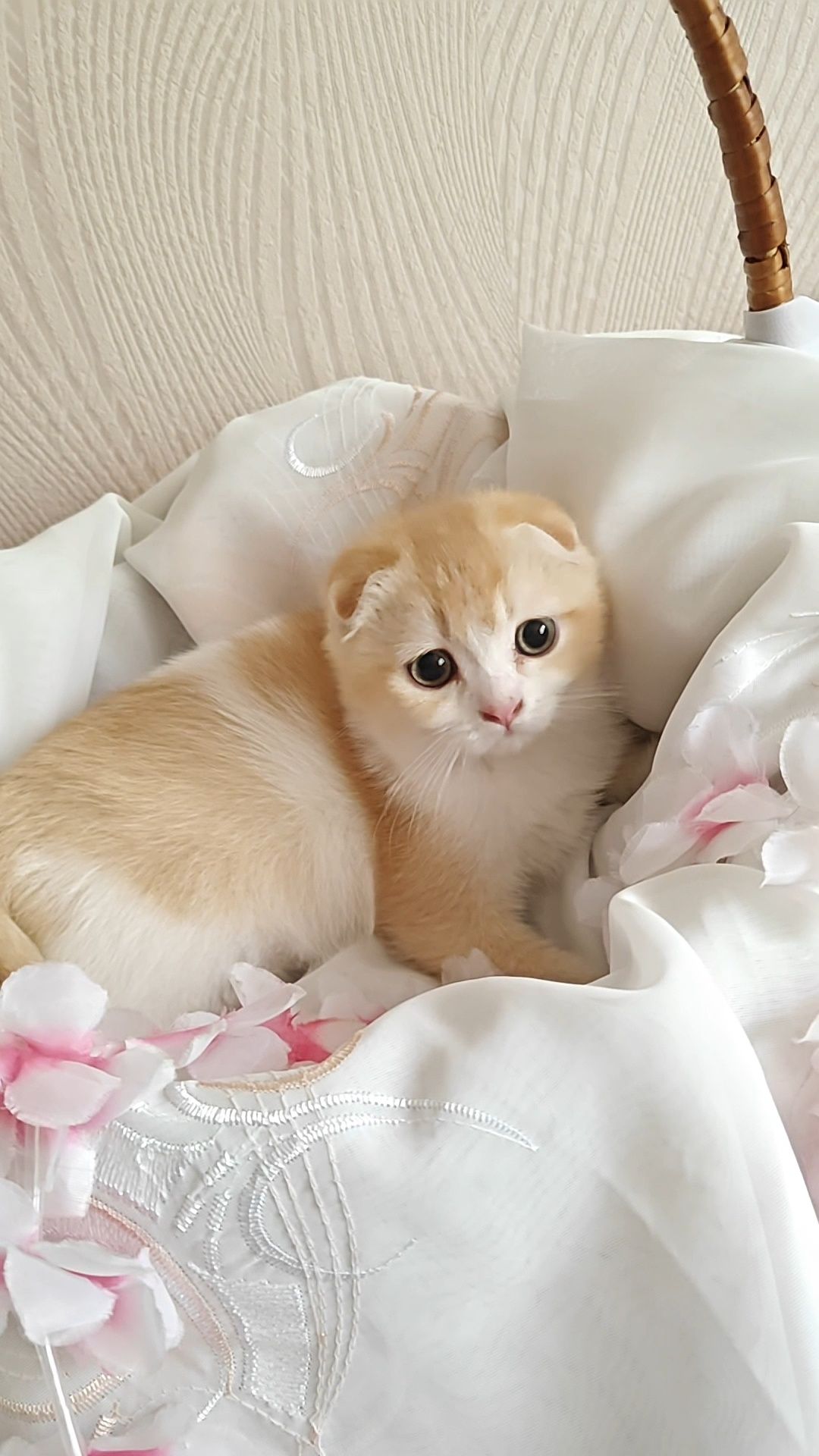 Чистокровный вислоухий мальчишка