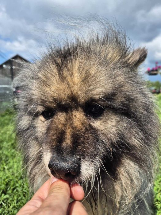 Malibu piękna, kochana suczka szuka domu! | MASZ NOSA