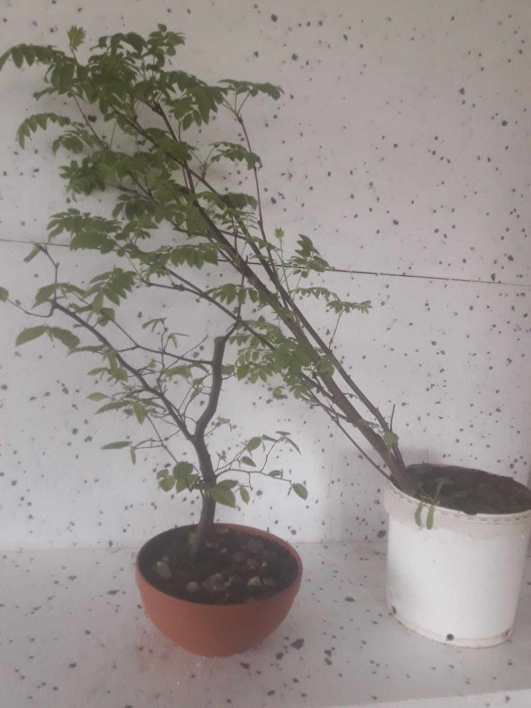 Sprzedam Drzewko Bonsai