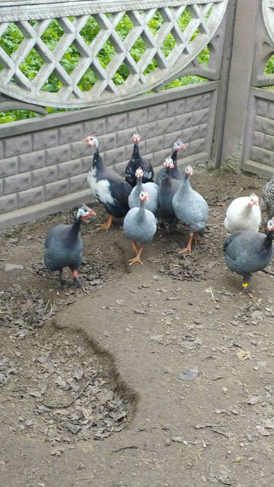 Młode perliki zmienią dom