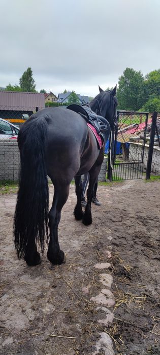 Sprzedam klacz fryzyjska kfps
