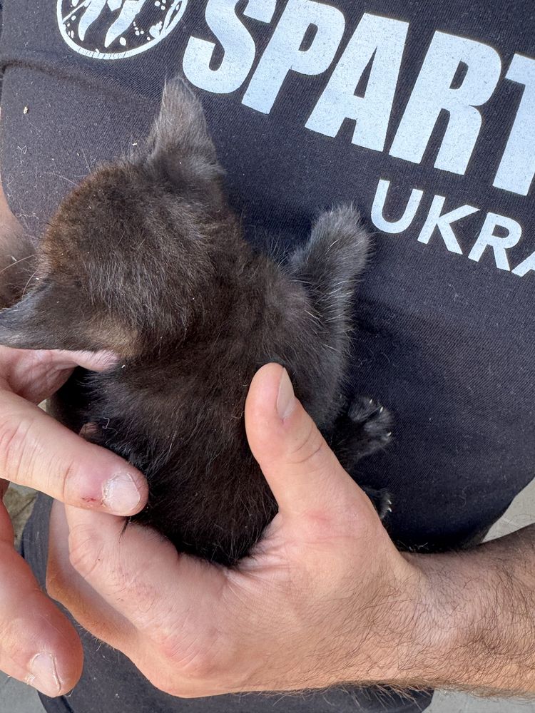 Кошенята різного окрасу в добрі руки