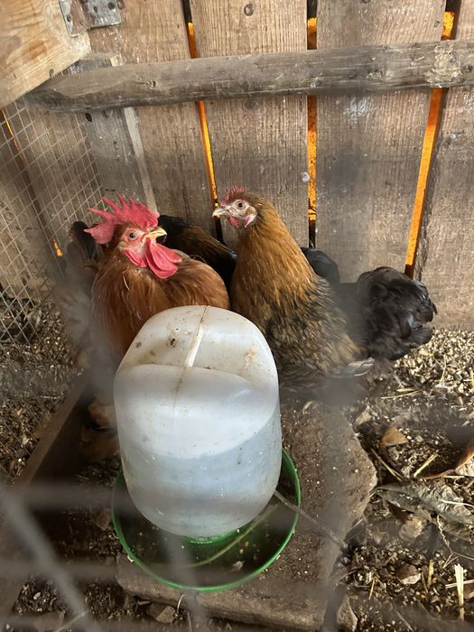 Trio de pekins..