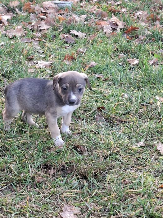 Oddam pieski w dobre ręce :)