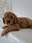 Piesek Cavapoo f1 Cavalier & Pudel