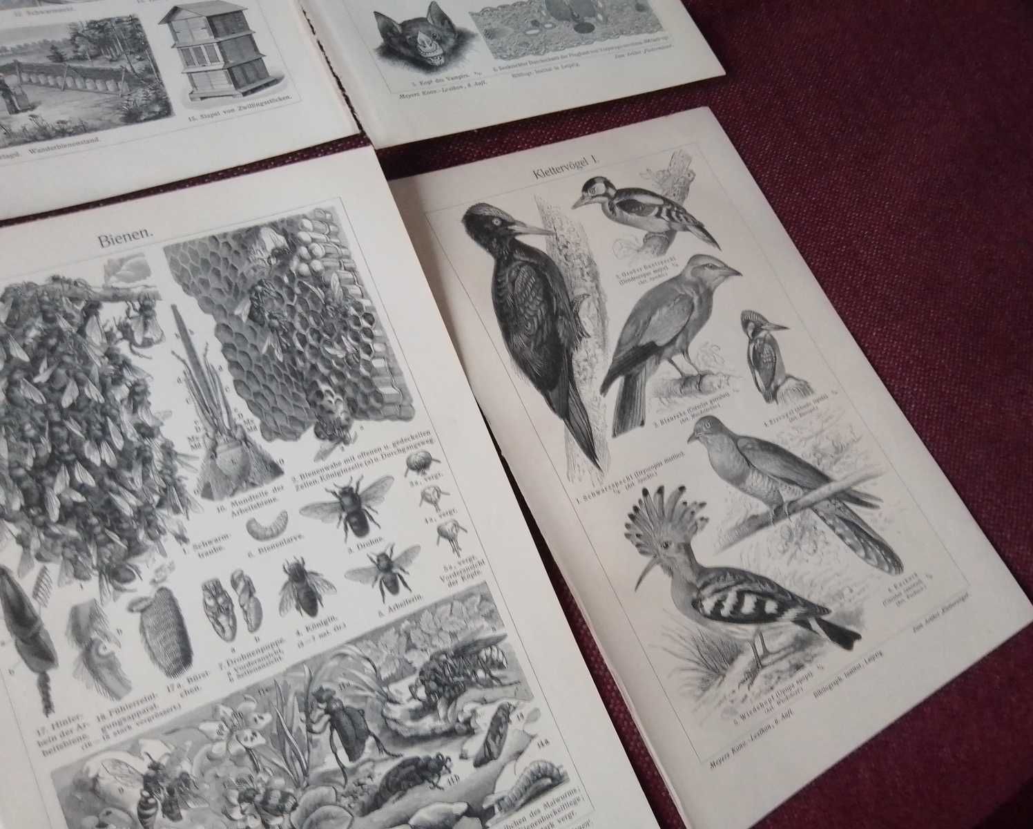 Ptaki II  oryginalne XIX w. grafiki do wystroju wnętrza