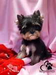 Suczka malutka !!! Yorkshire terrier - subtelnej urody, rod ZKwP=FCI