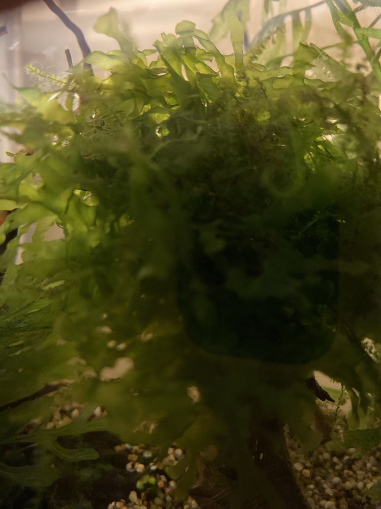Musgo Pellia - Monosolenium tenerum