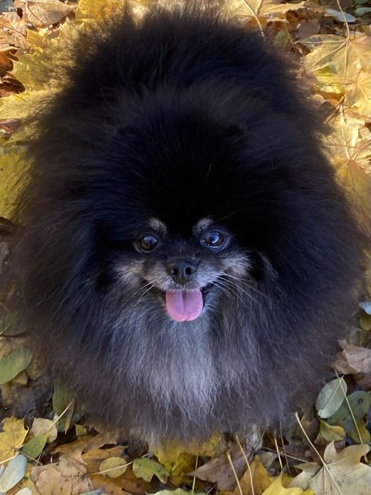 Вязка померанский шпиц