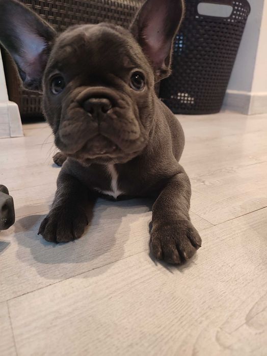 Buldogi francuskie