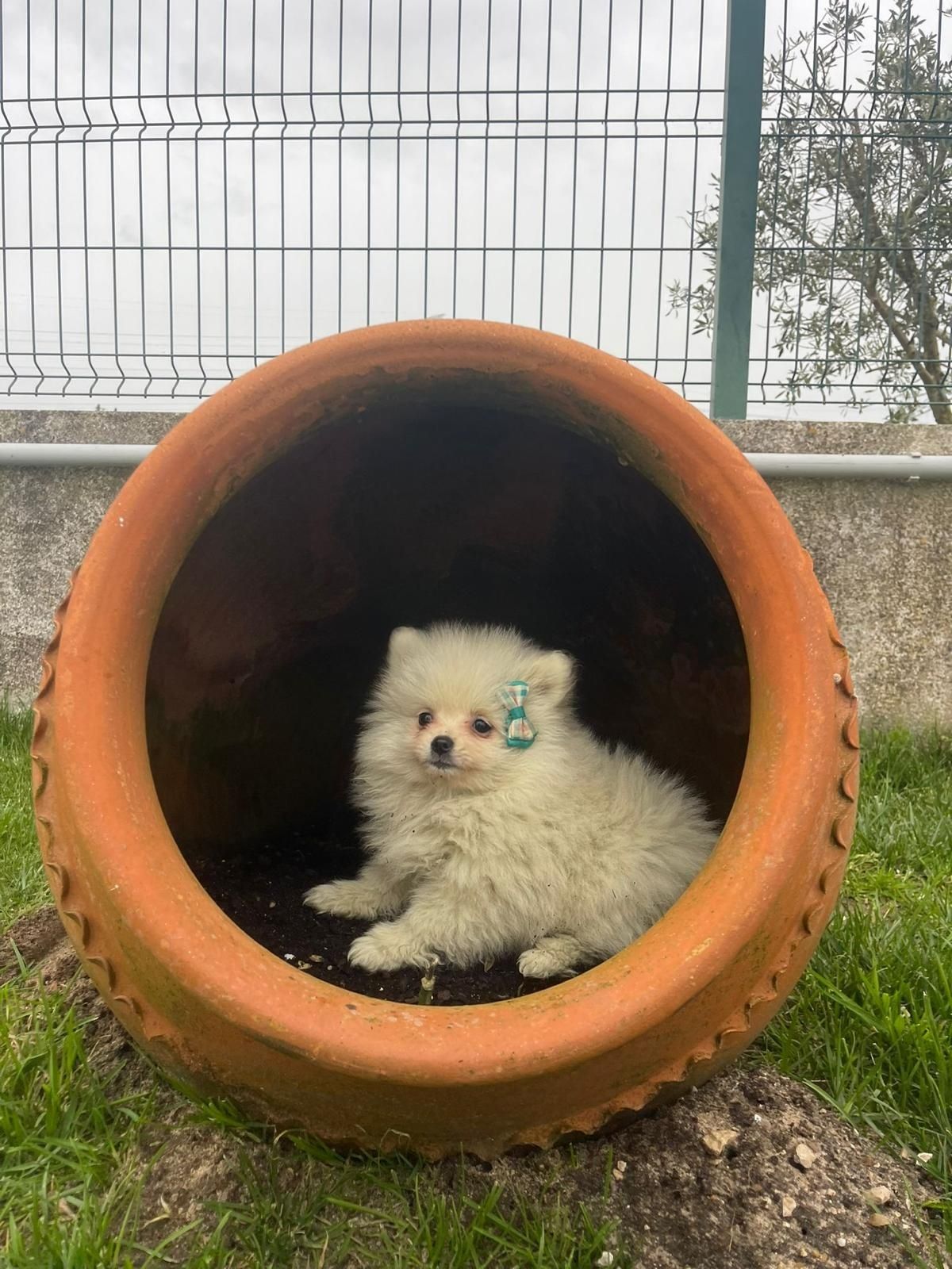 Spitz Alemão Anão LOP