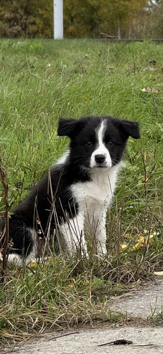 Szczeniak Owczarek Border Collie suczka rasowa dziewięc tygodni