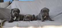 Cane corso Italiano