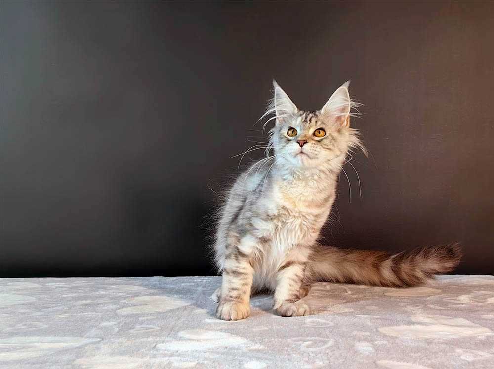 Kotka Maine Coon srebrzysta szylkretka FPL/FIFe gotowa do odbioru