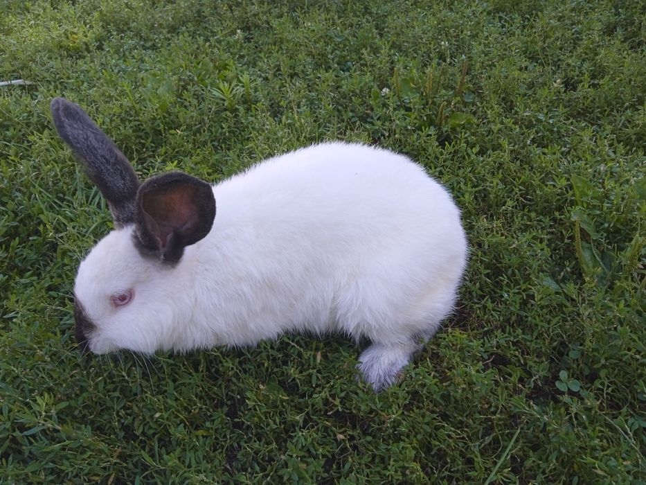 Продамо кролів породи каліфорнійські