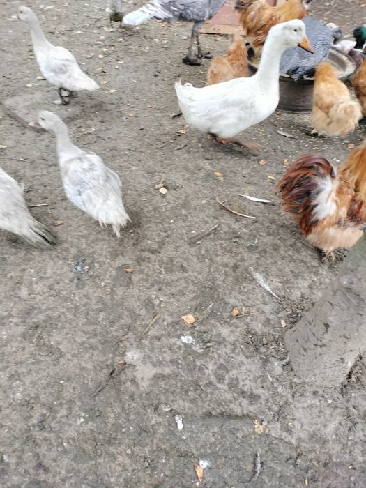 Kaczki drób staropolskie piżmowe  francuskie dworki