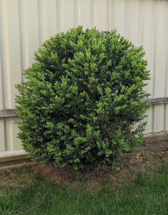 Самшит вічнозелений 100 см.