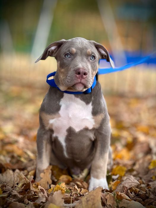 Samiec AB XL w kolorze lilac tri