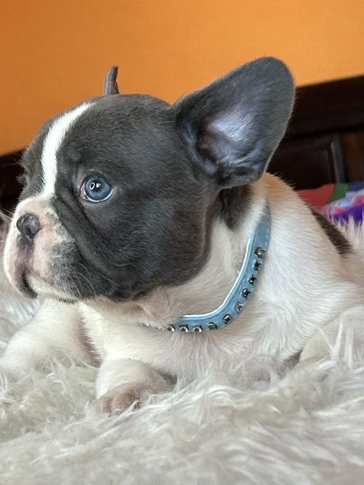 Buldog francuski piesek